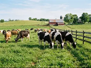 Why don't farmers pick skinny cows?
