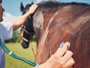 Why don't horses ever go to the doctor?