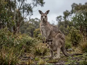 Why don't kangaroo moms like rainy weather?