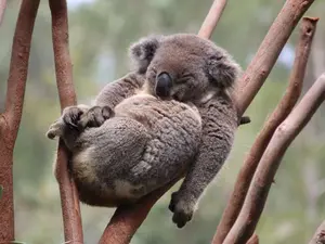 Why don't koalas categorize as bears?