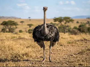 Why don't ostriches fly much?