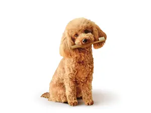 Why don't poodles brush their teeth?