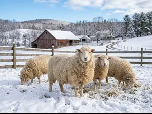 Why don't sheep mind winter at all?