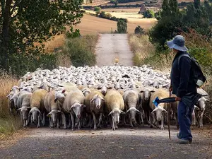 Why don't shepherds know how many sheep they have?