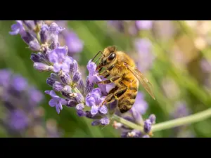 Why is a bee's hair always neat?