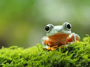 Why is a frog luckier than a cat?