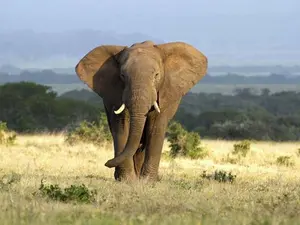 Why is an elephant braver than a hen?