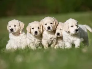 Why is it called a litter of puppies?