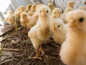 Why is it easy for chicks to talk?