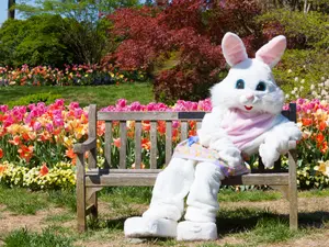Why is the Easter Bunny so lucky?
