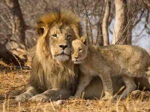 Why is the lion so happy with his sons?