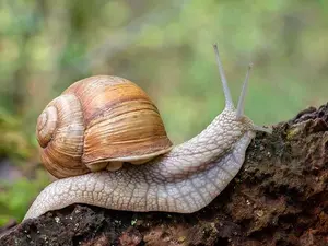 Why is the snail the strongest animal?