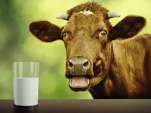 Why is it impossible to believe anything a cow says?