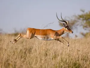Why should you be careful playing against a team of big cats?