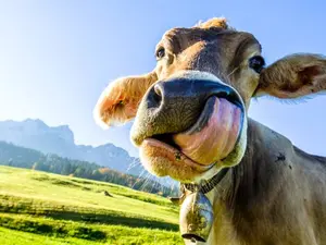 Why should you not pamper a cow?