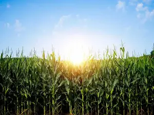 Why shouldn't you tell secrets in a cornfield?