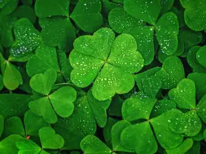Why Shouldn't You Iron A Four-leaf Clover?