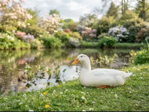 Why shouldn't you tell jokes to a duck?