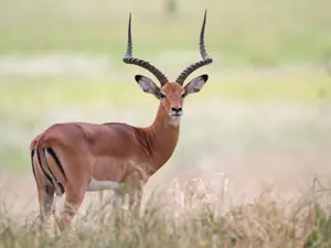 Why was the antelope's son so stubborn?