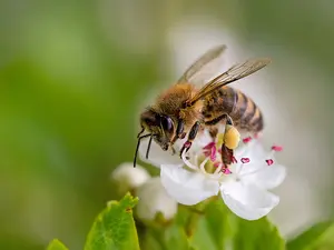 Why was the bee sad?