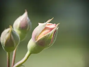 Why was the bud so shy?