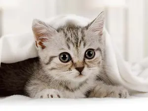 Why was the cat so small?