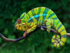 Why was the chameleon such a good cashier?