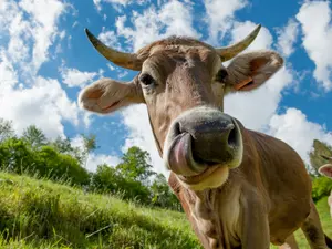 Why was the cow afraid?