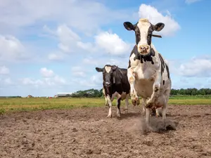 Why was the cow unable to run the race?