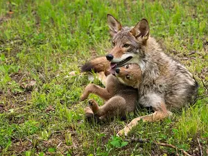 Why was the coyote family such good singers?