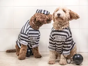 Why was the dog arrested by the police?