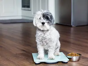 Why was the dog overweight?