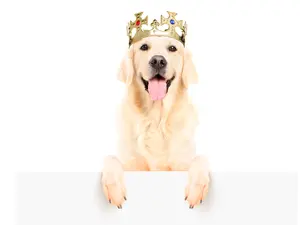 Why was the dog so popular?