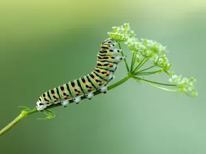 Why was the father caterpillar so angry?