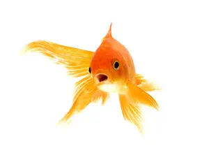 Why was the fish so smart?