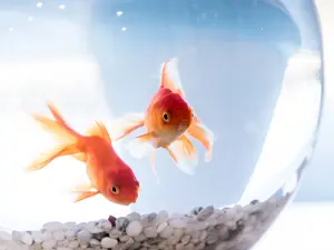 Why was the goldfish suspected of murder?