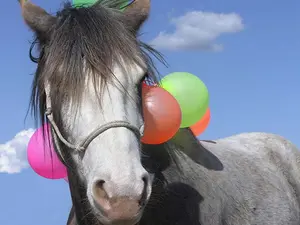 Why was the horse so bad at dressage?