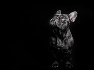 Why was the K9 such a devout Catholic?