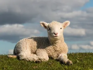 Why was the lamb so nervous at parties?
