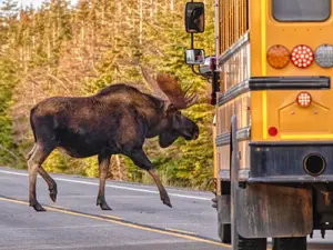 Why was the moose able to move the bus on his own?