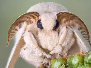 Why was the moth so unpopular?