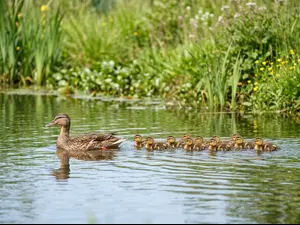Why was the mother duck a great teacher?