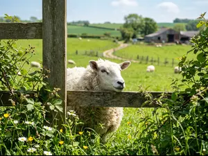 Why was the sheep hired as a spy?