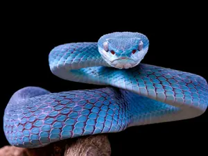 Why was the snake coughing so much?
