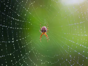 Why was the spider so smart?