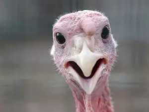 Why was the turkey taken out of the football game?