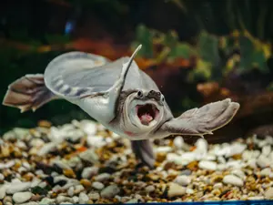 Why was the turtle so nervous at parties?