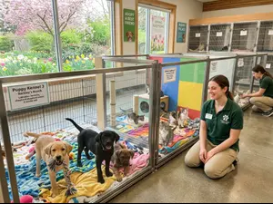 Why were shelters full in the spring?