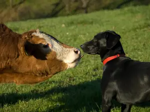 Why were the dog and the cow such good friends?