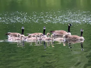 Why were the geese's children so self-conscious?